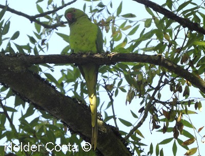 Rose-ringed Parakeet - ML359111691