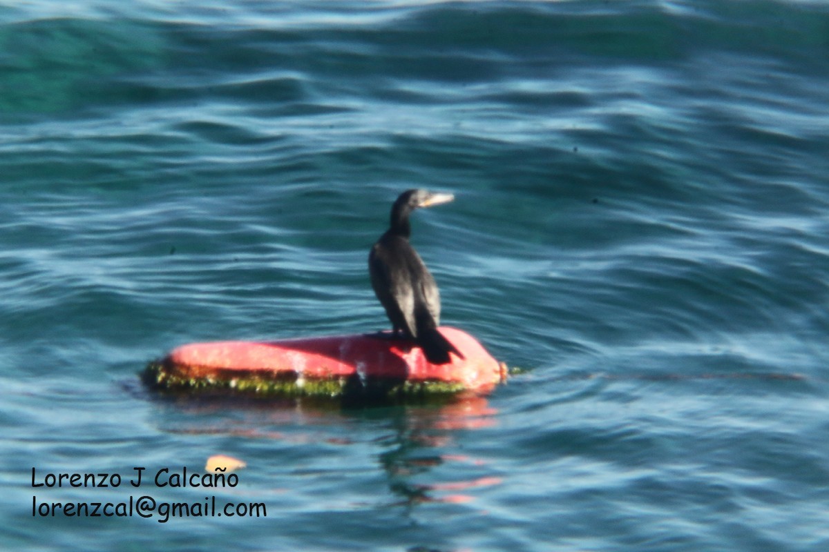 Neotropic Cormorant - ML359111971