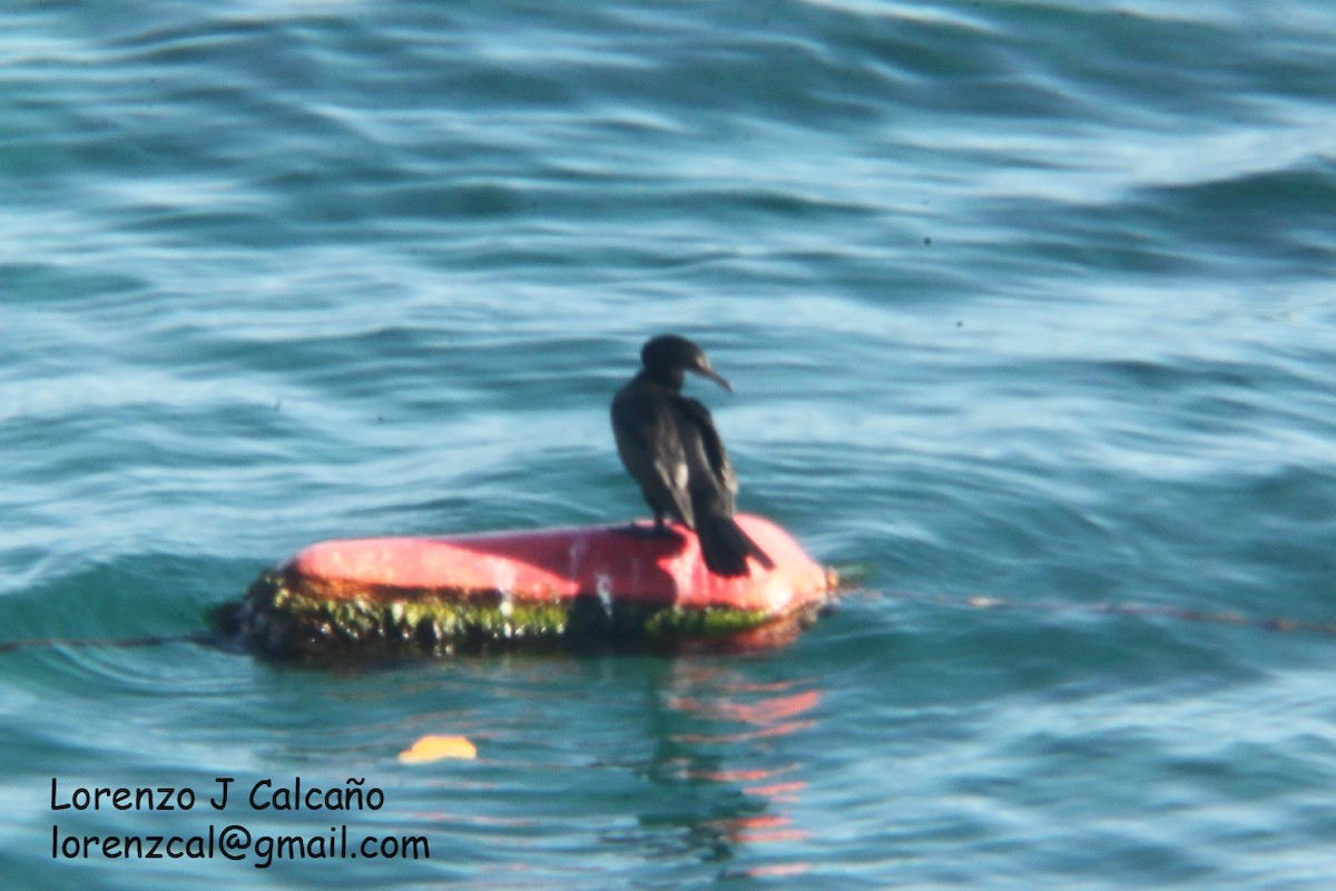 Neotropic Cormorant - ML359112041