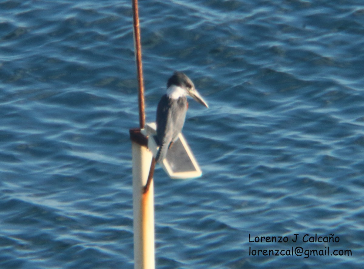 Ringed Kingfisher - ML359112251