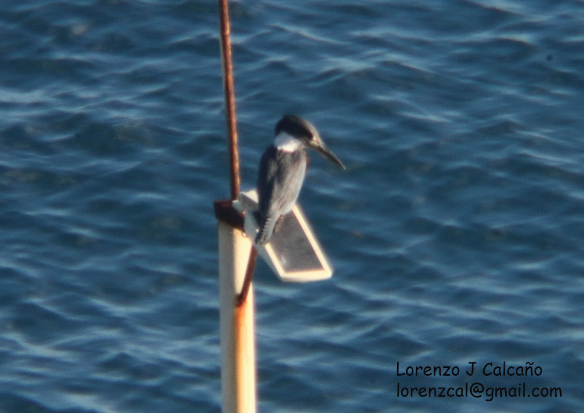 Ringed Kingfisher - ML359112261