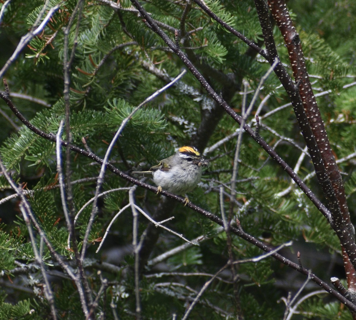 Golden-crowned Kinglet - ML359112691