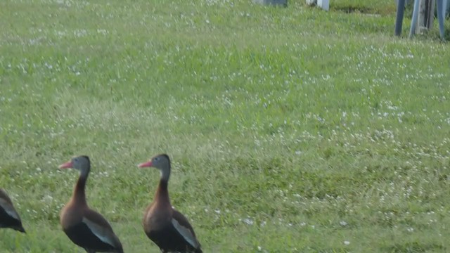 Black-bellied Whistling-Duck - ML359113281