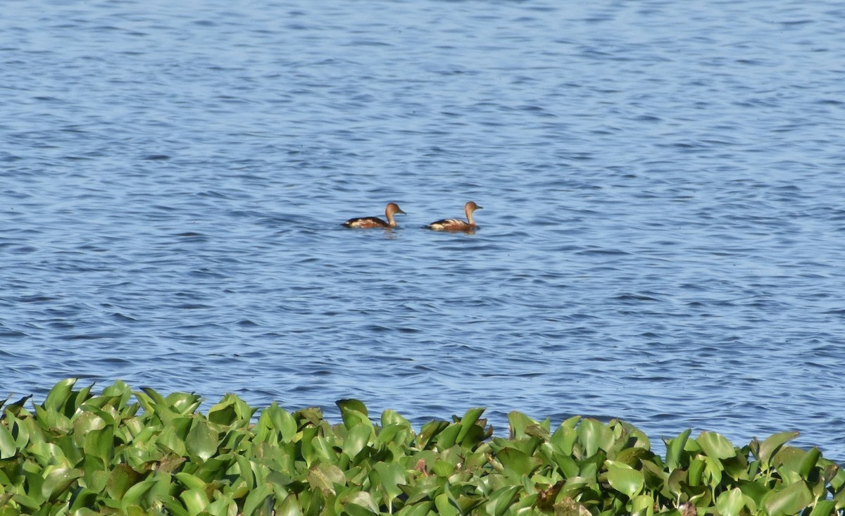 Dendrocygne siffleur - ML359115991