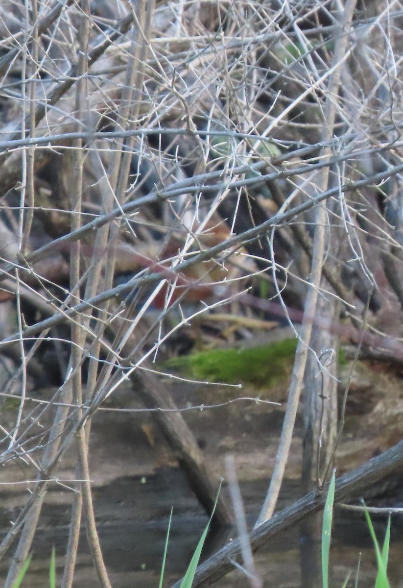 Least Bittern - ML359116091