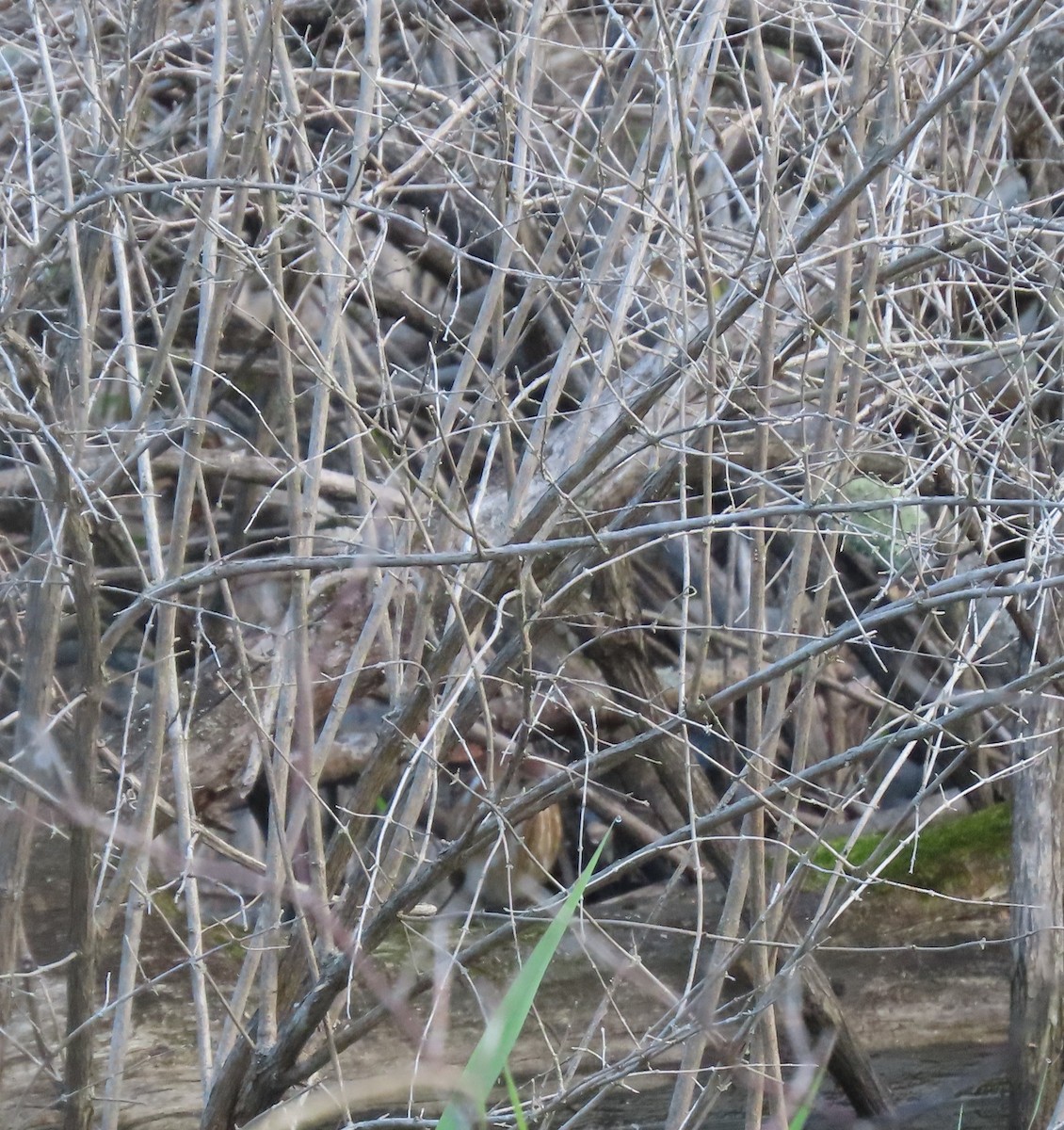 Least Bittern - ML359116181