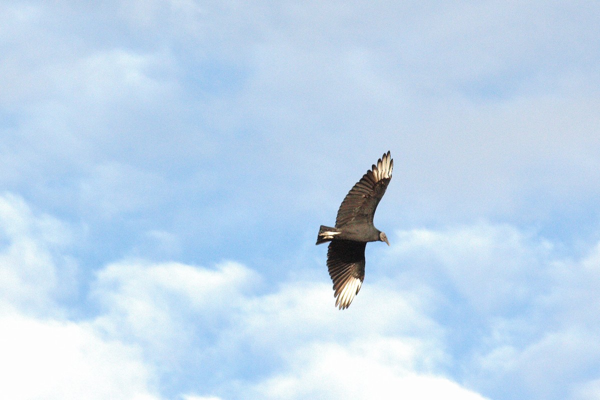 Black Vulture - ML359117571