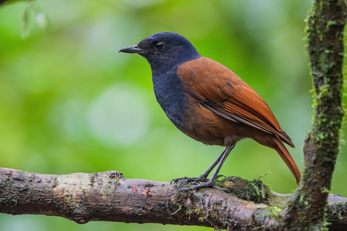 Sumatran Whistling-Thrush - Ngoc Sam Thuong Dang