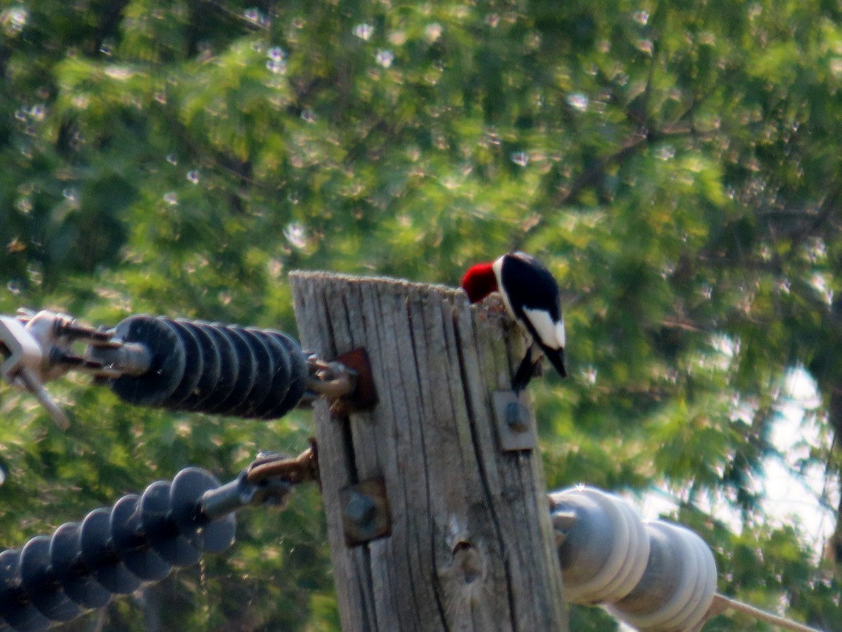 Red-headed Woodpecker - ML359119811
