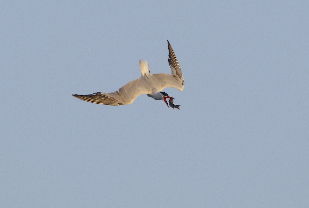 Caspian Tern - Bhaarat Vyas