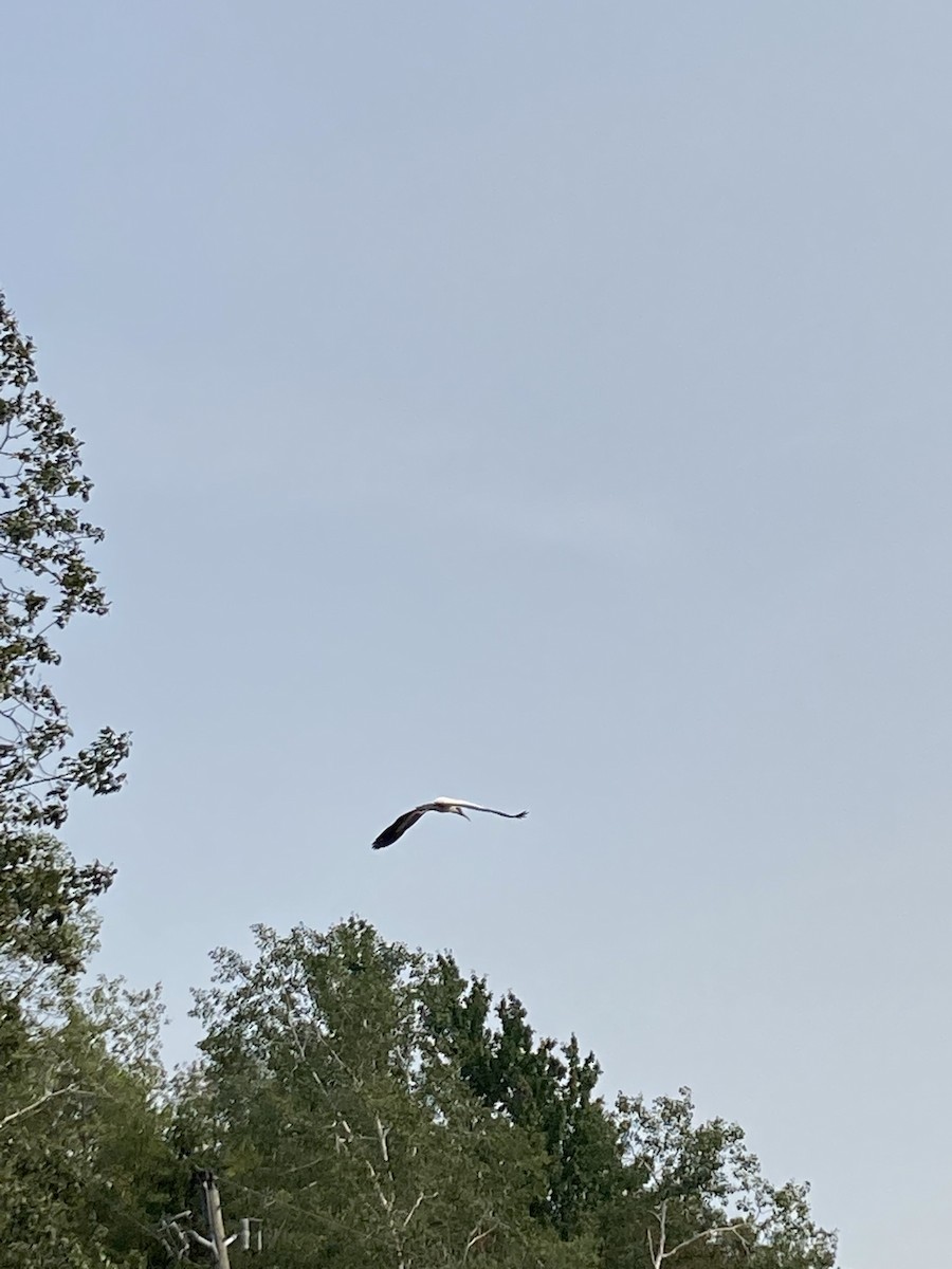 Wood Stork - ML359121151