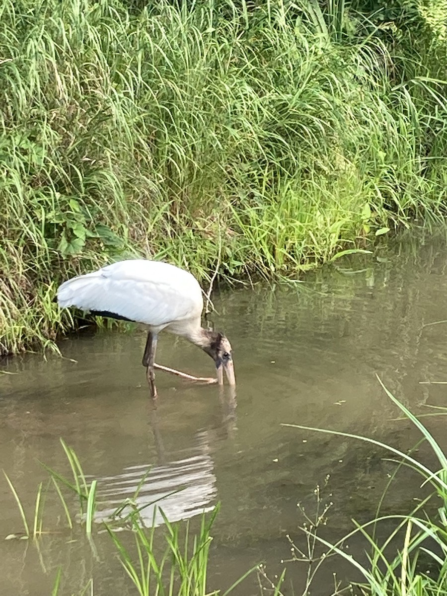 Wood Stork - ML359121161