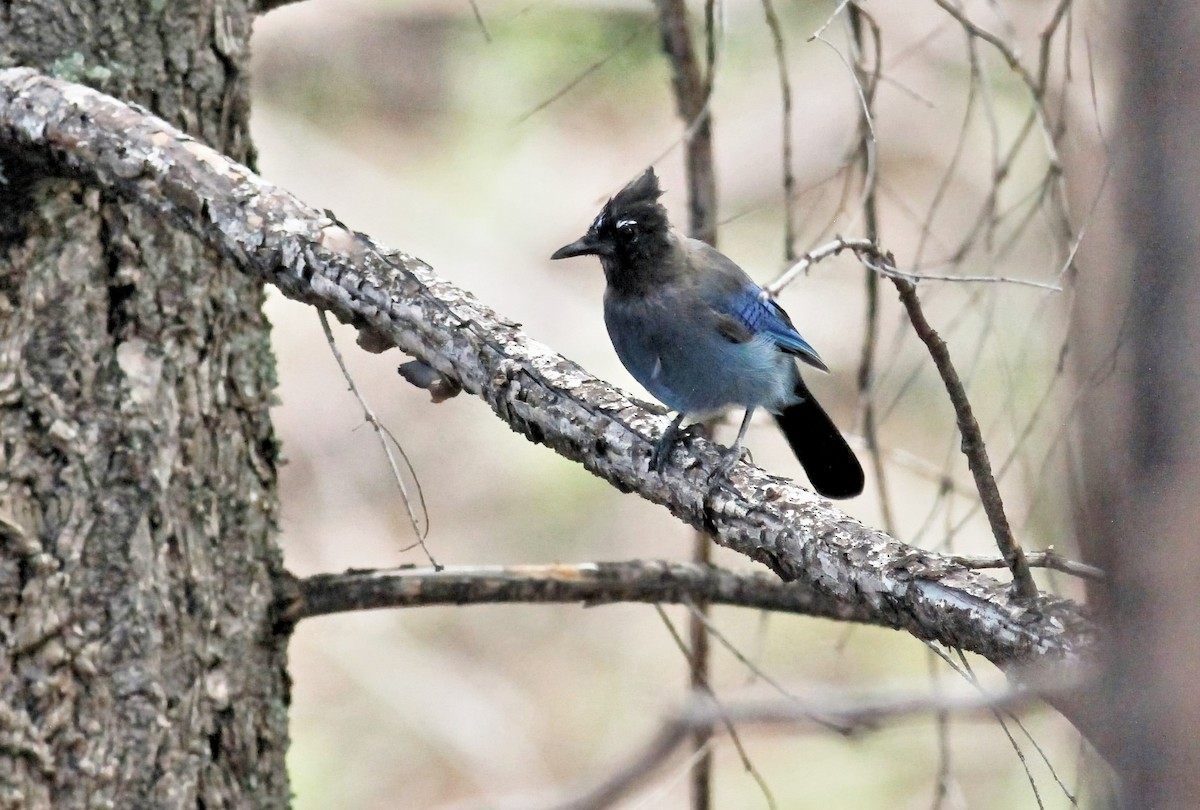 Steller's Jay - ML359121431