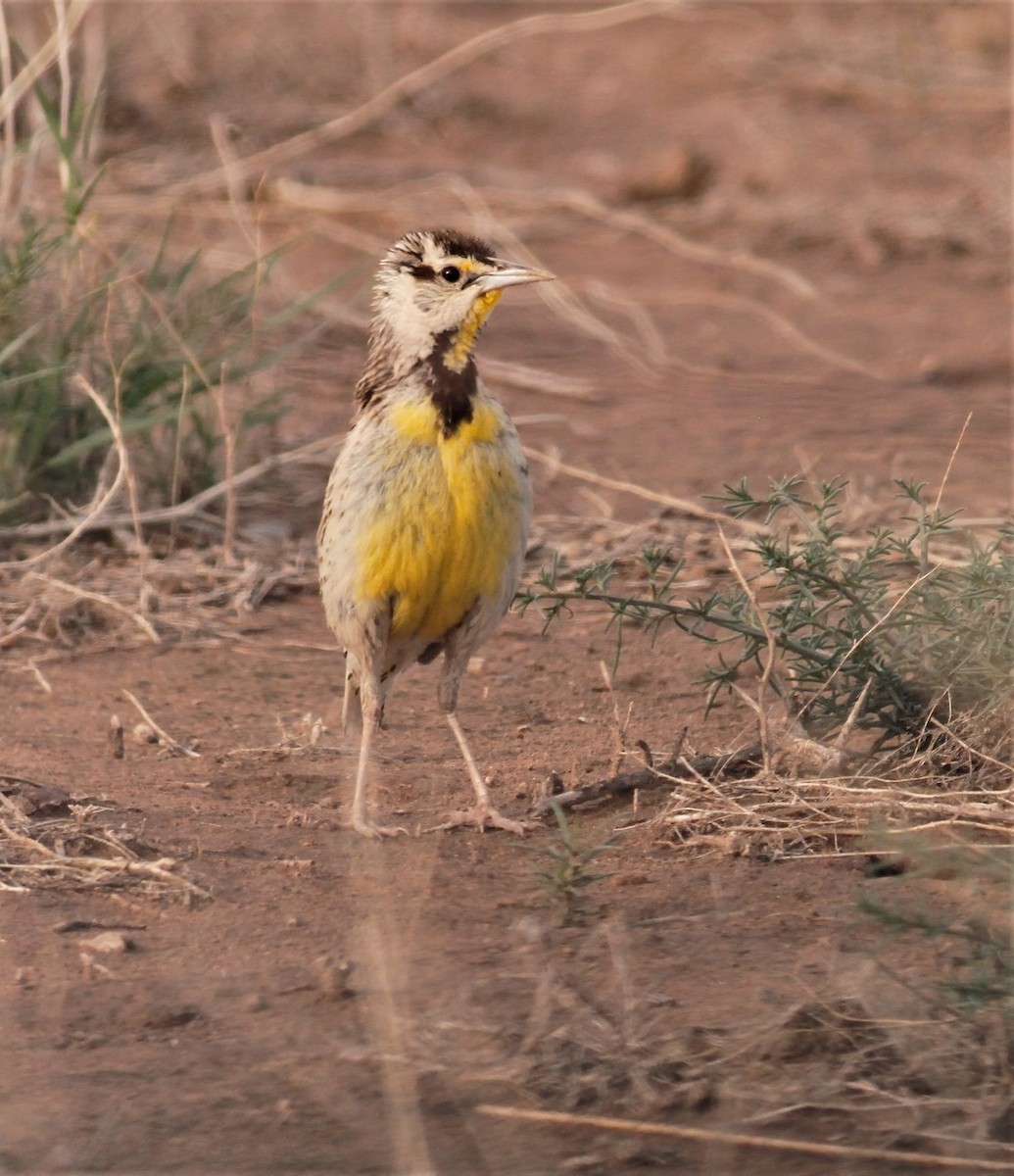 Chihuahuan Meadowlark - James Sherwonit