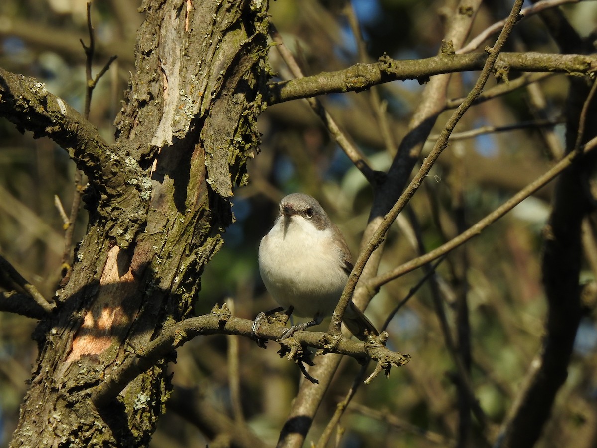 Lesser Whitethroat - ML359122891