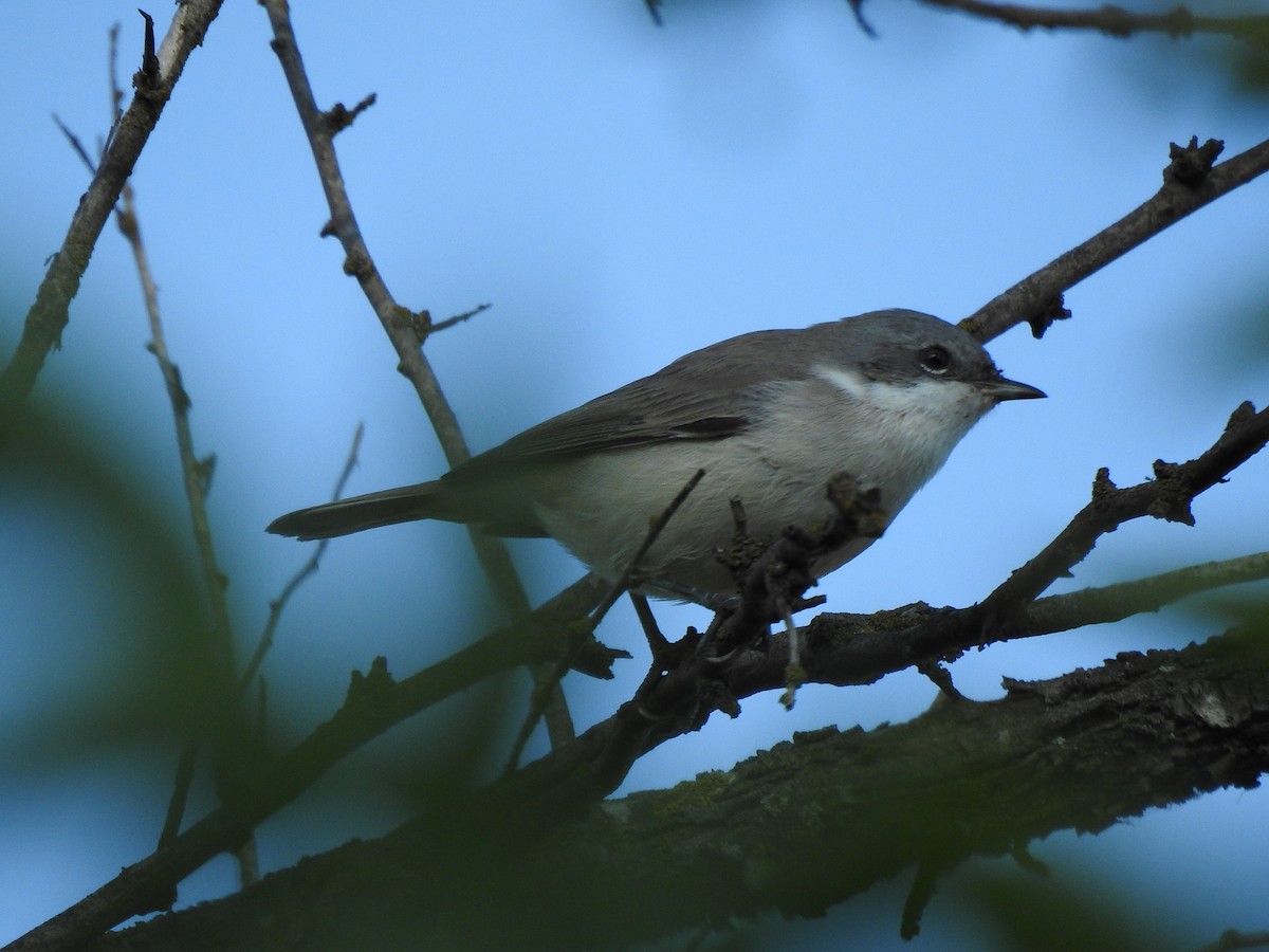 Curruca Zarcerilla - ML359122911