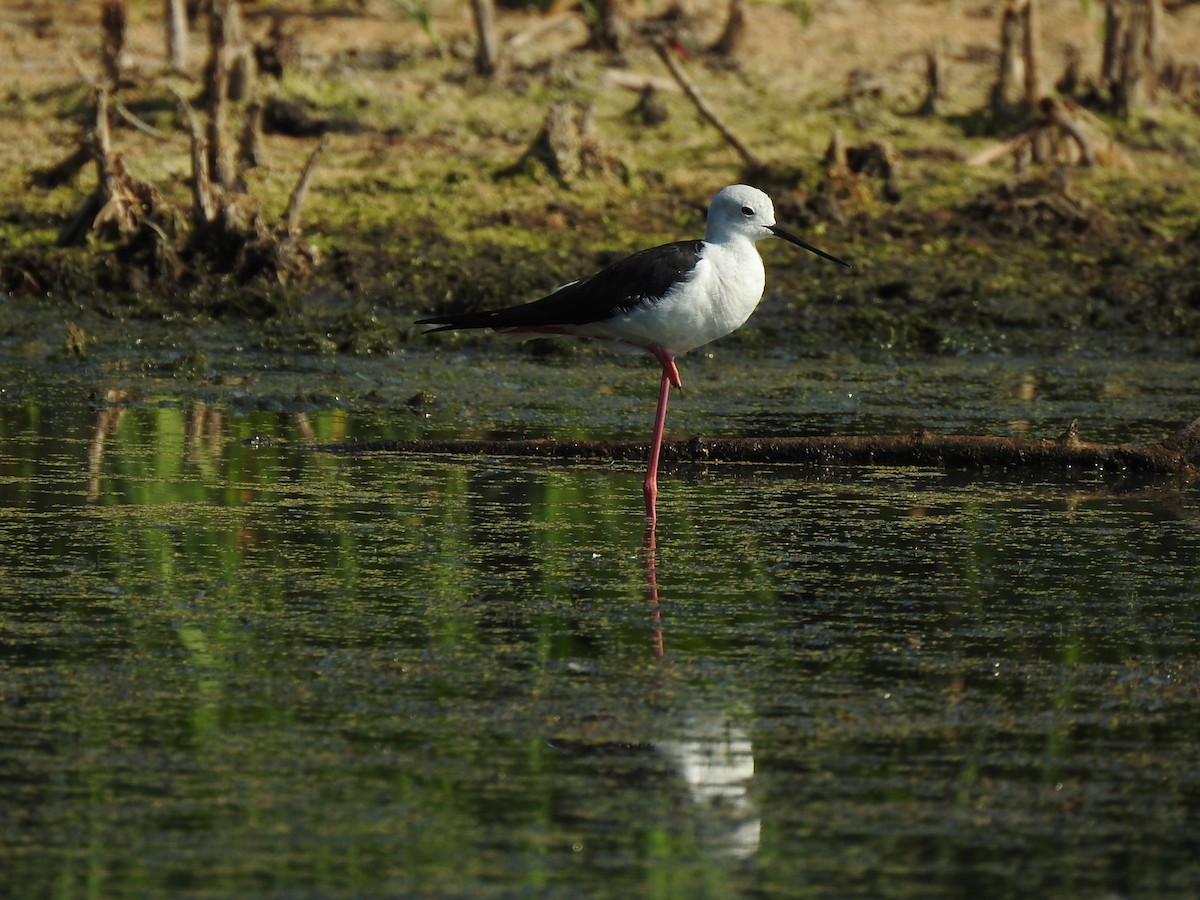 Black-winged Stilt - ML359128691