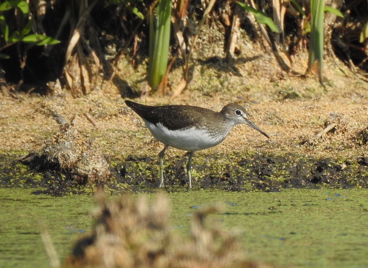 Green Sandpiper - Igor Kozytsky