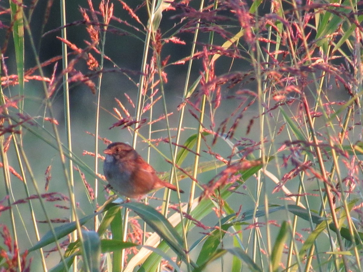 Swamp Sparrow - ML35912981