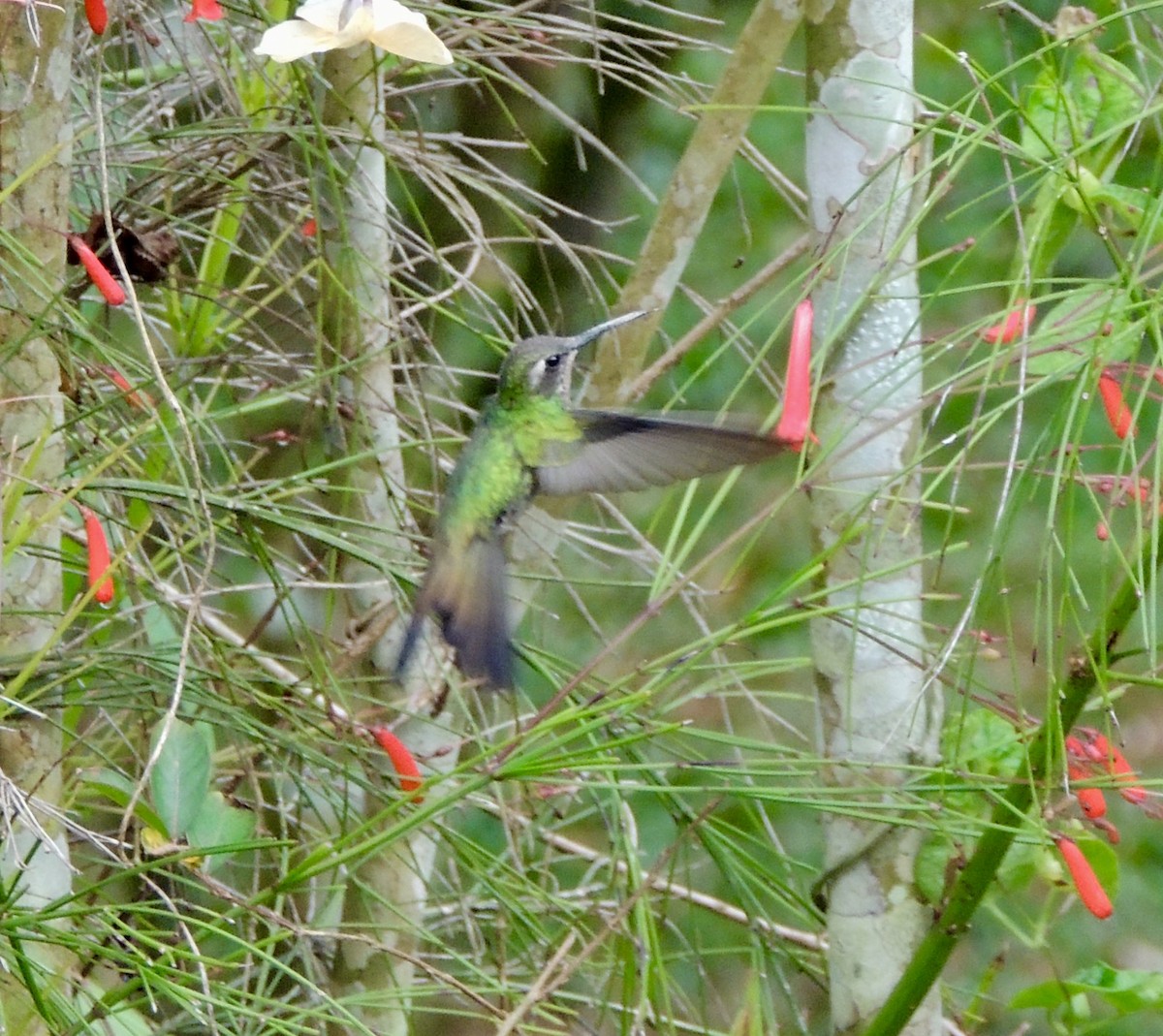 kolibřík kubánský - ML359129961