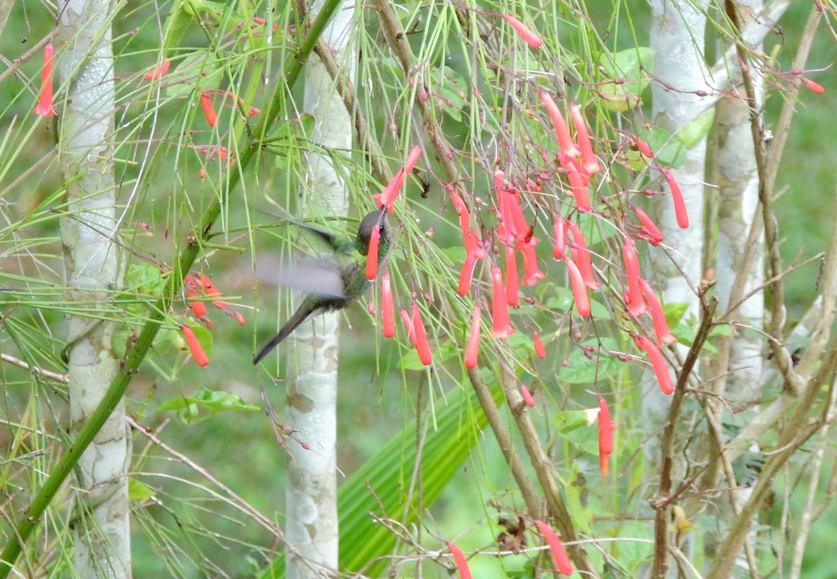 kolibřík kubánský - ML359129981