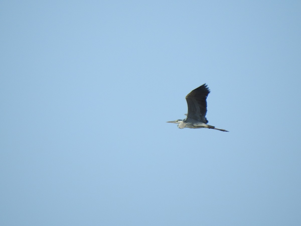 Gray Heron - Igor Kozytsky