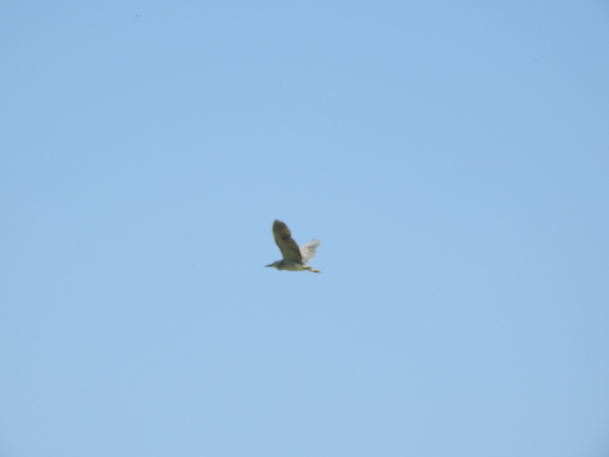 Black-crowned Night Heron - ML359130481