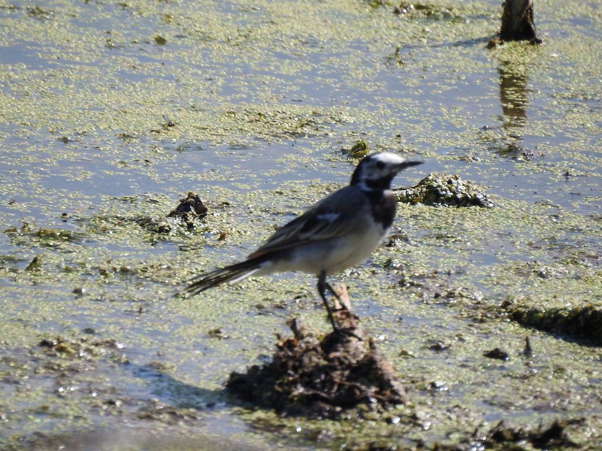 White Wagtail - ML359130651