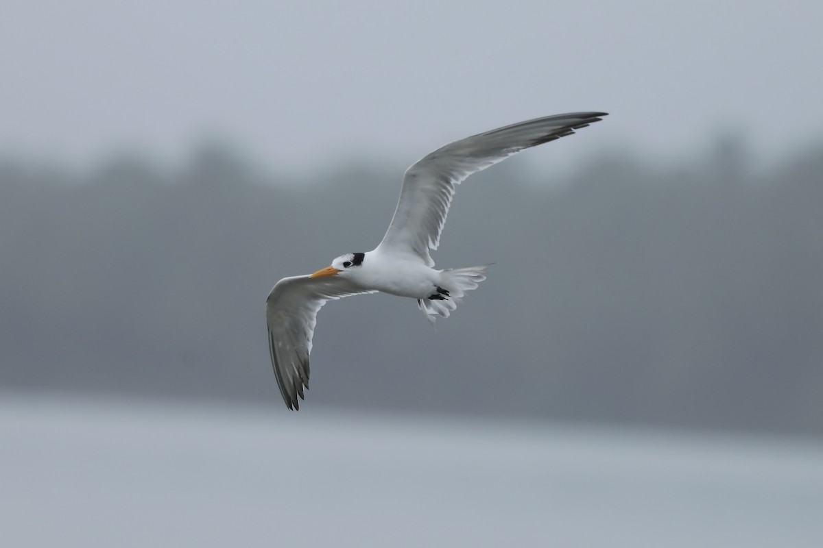 Lesser Crested Tern - ML359130831