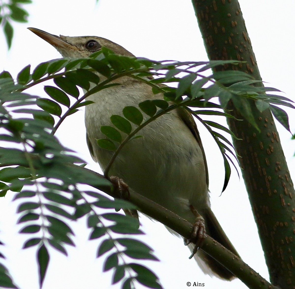 Sykes's Warbler - ML359131201