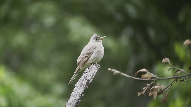 Mexikoschnäppertyrann - ML359132761