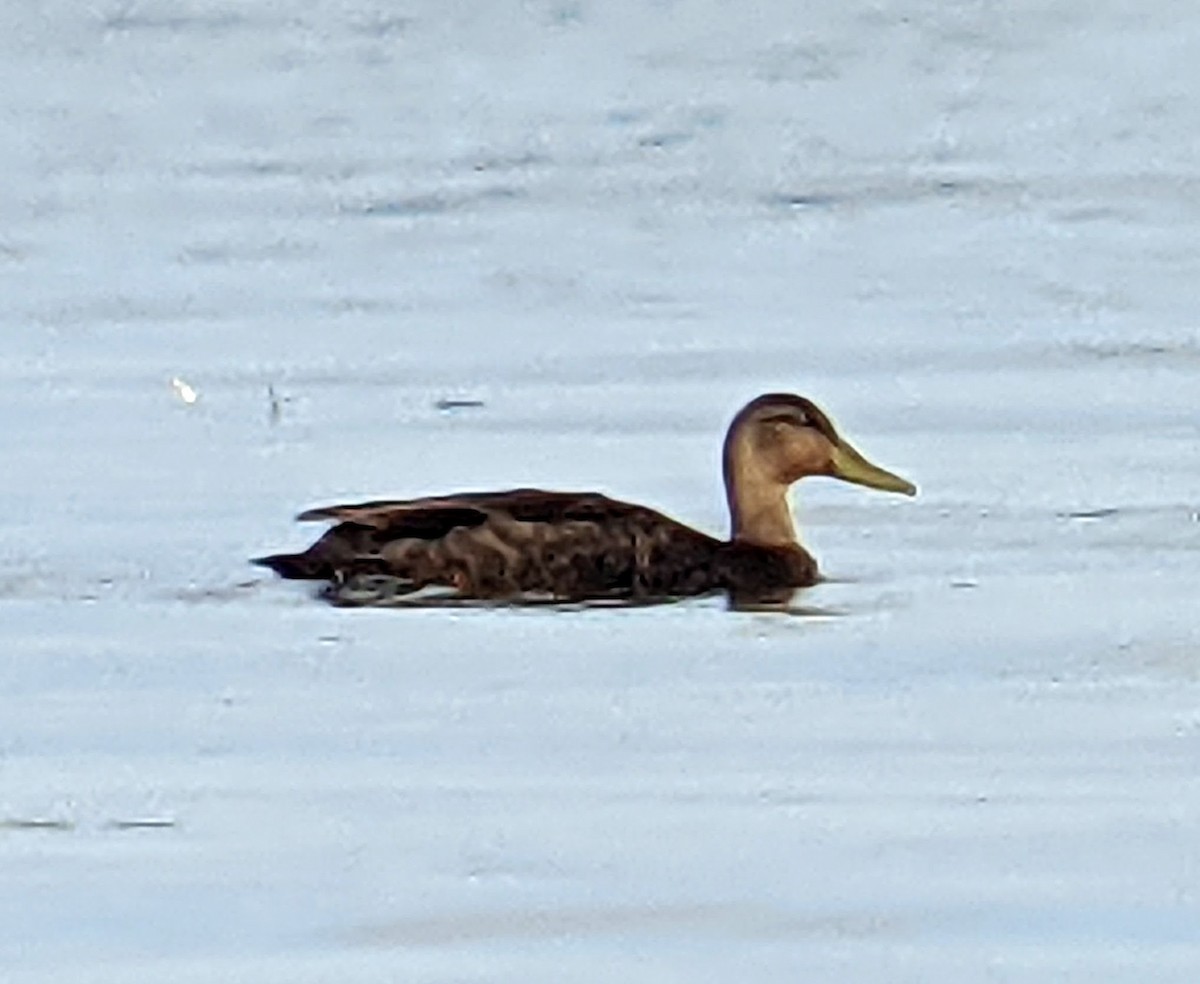 American Black Duck - ML359135441