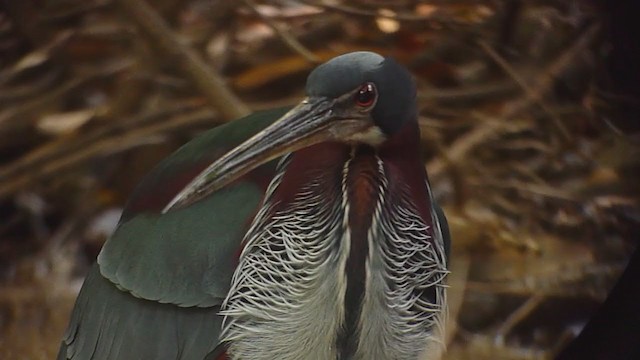 Agami Heron - ML359136801