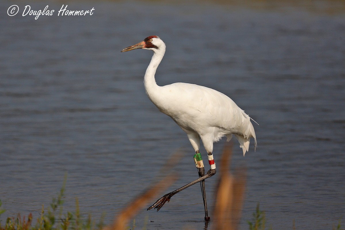 Grue blanche - ML35913681