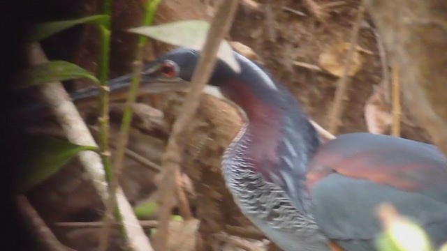 Agami Heron - ML359136931