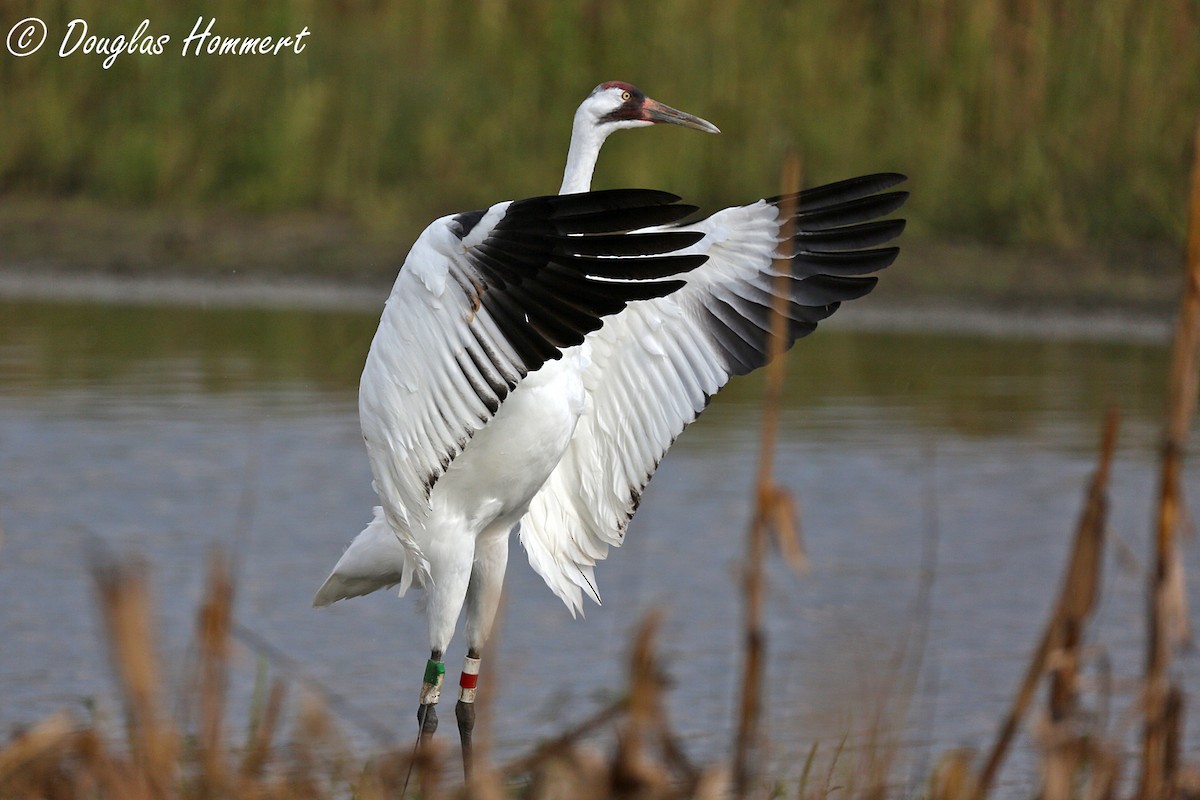 Whooping Crane - ML35913701