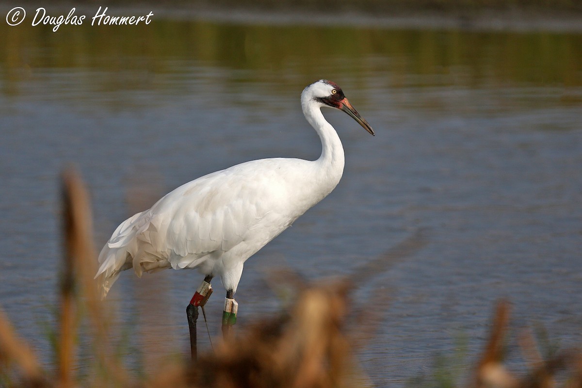 Grue blanche - ML35913751