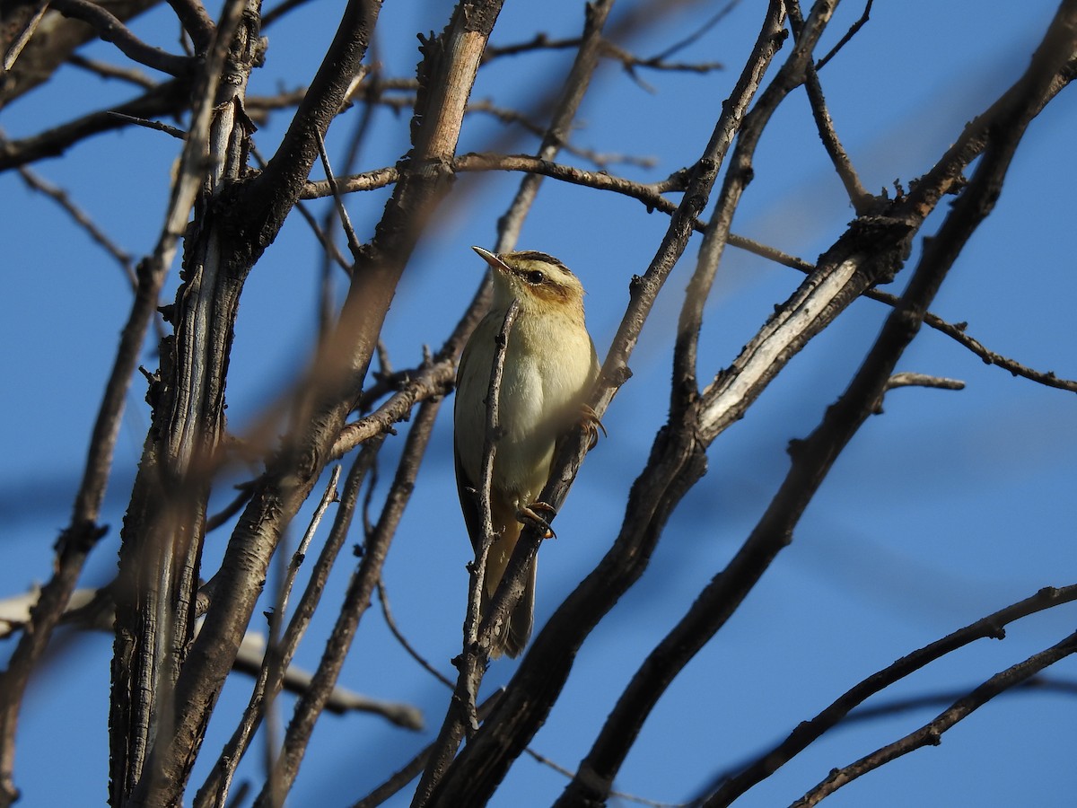 Sedge Warbler - ML359138291