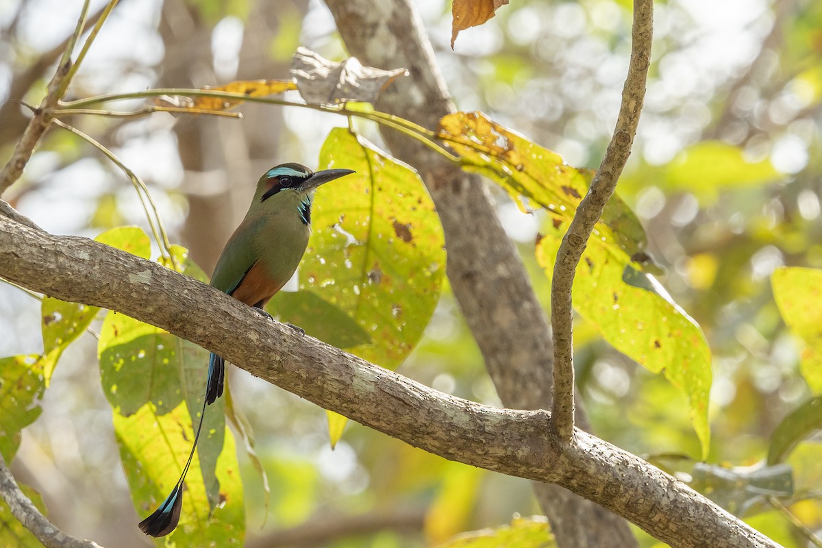 Turquoise-browed Motmot - Joshua Covill