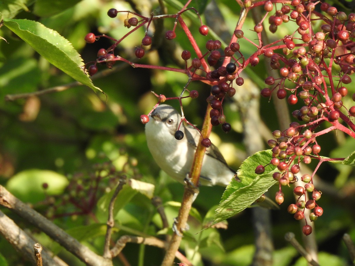 Lesser Whitethroat - ML359139241