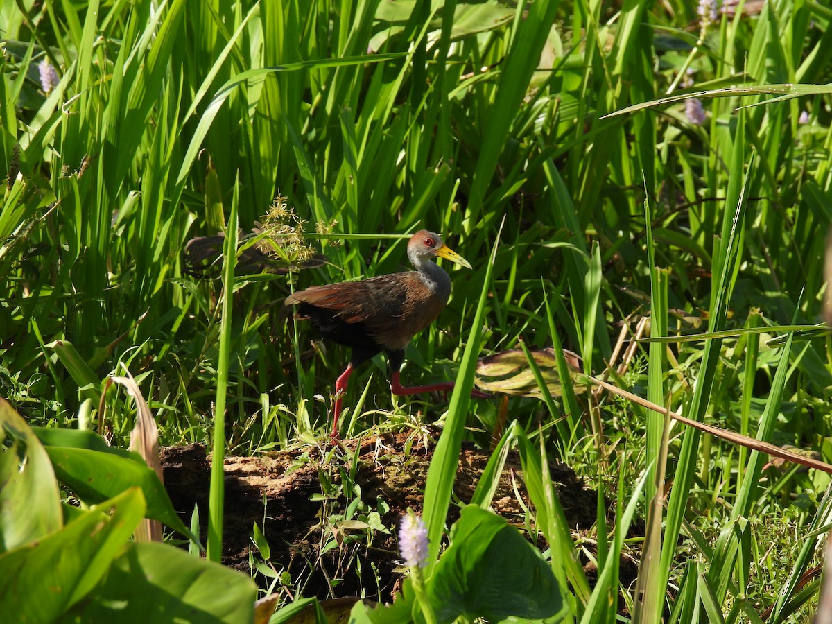 Russet-naped Wood-Rail - ML359142641