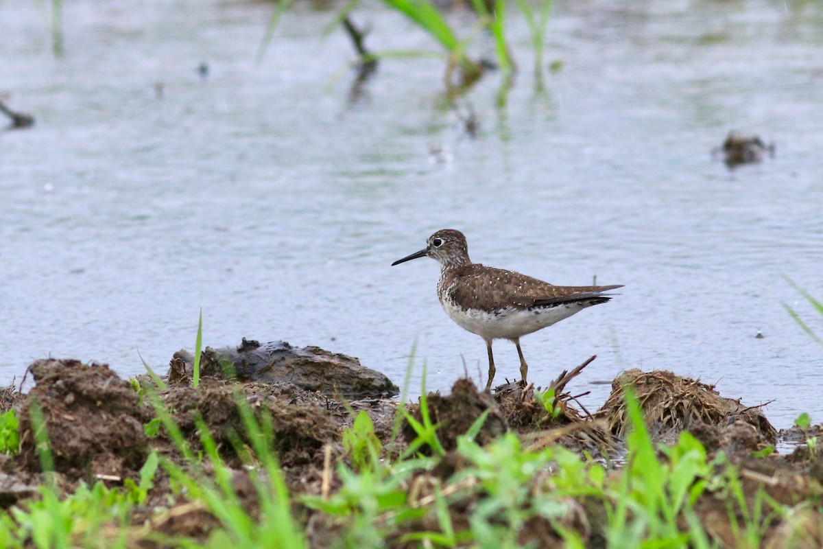 Solitary Sandpiper - George Forsyth