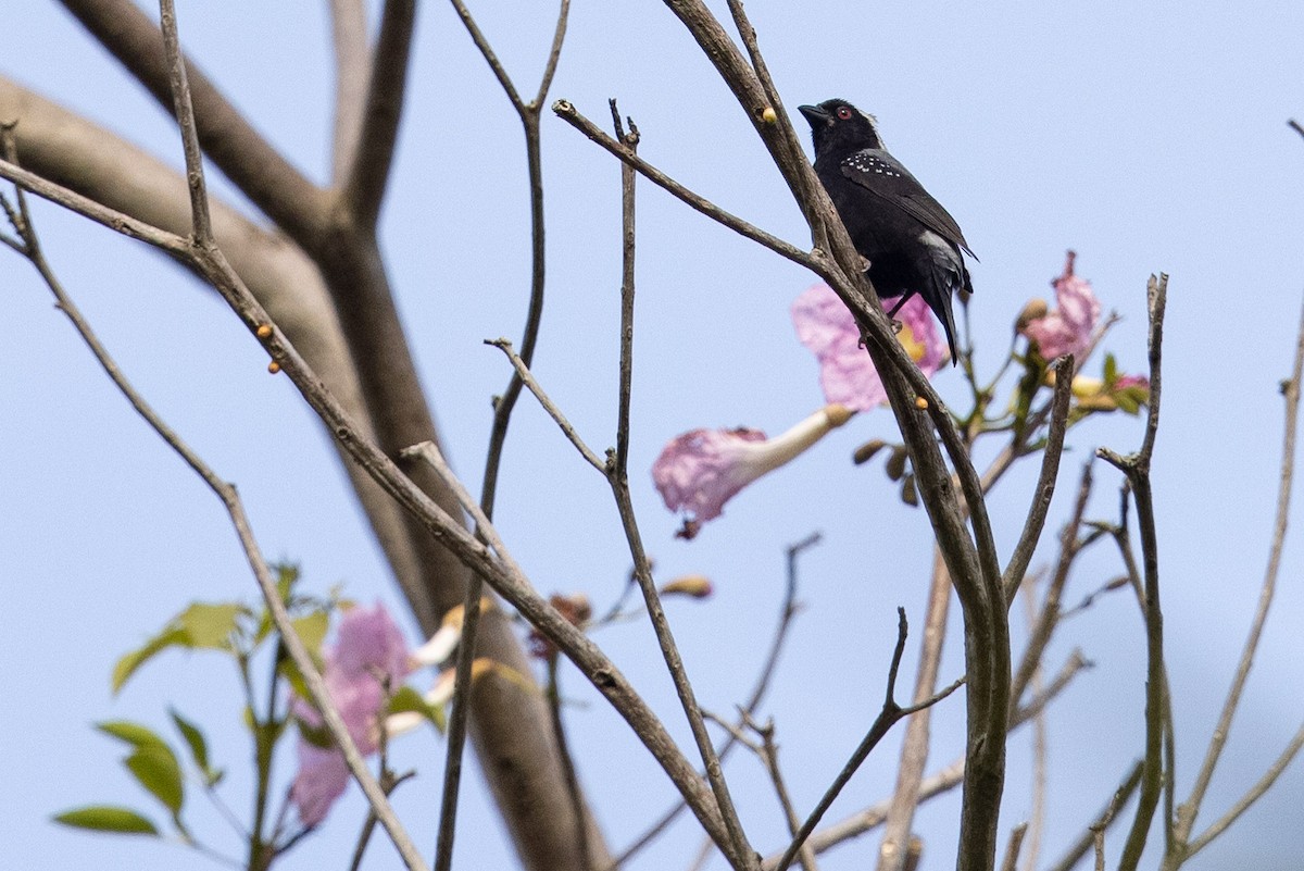 Gray-headed Nigrita - ML359143991