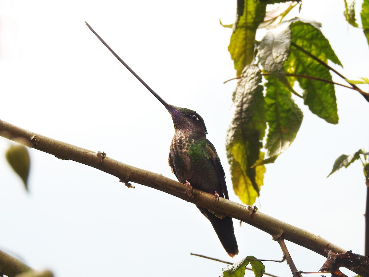 Sword-billed Hummingbird - ML359144321