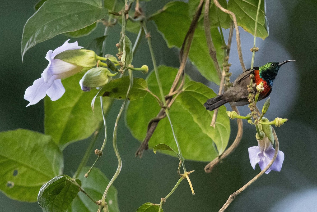 Olive-bellied Sunbird - ML359144811