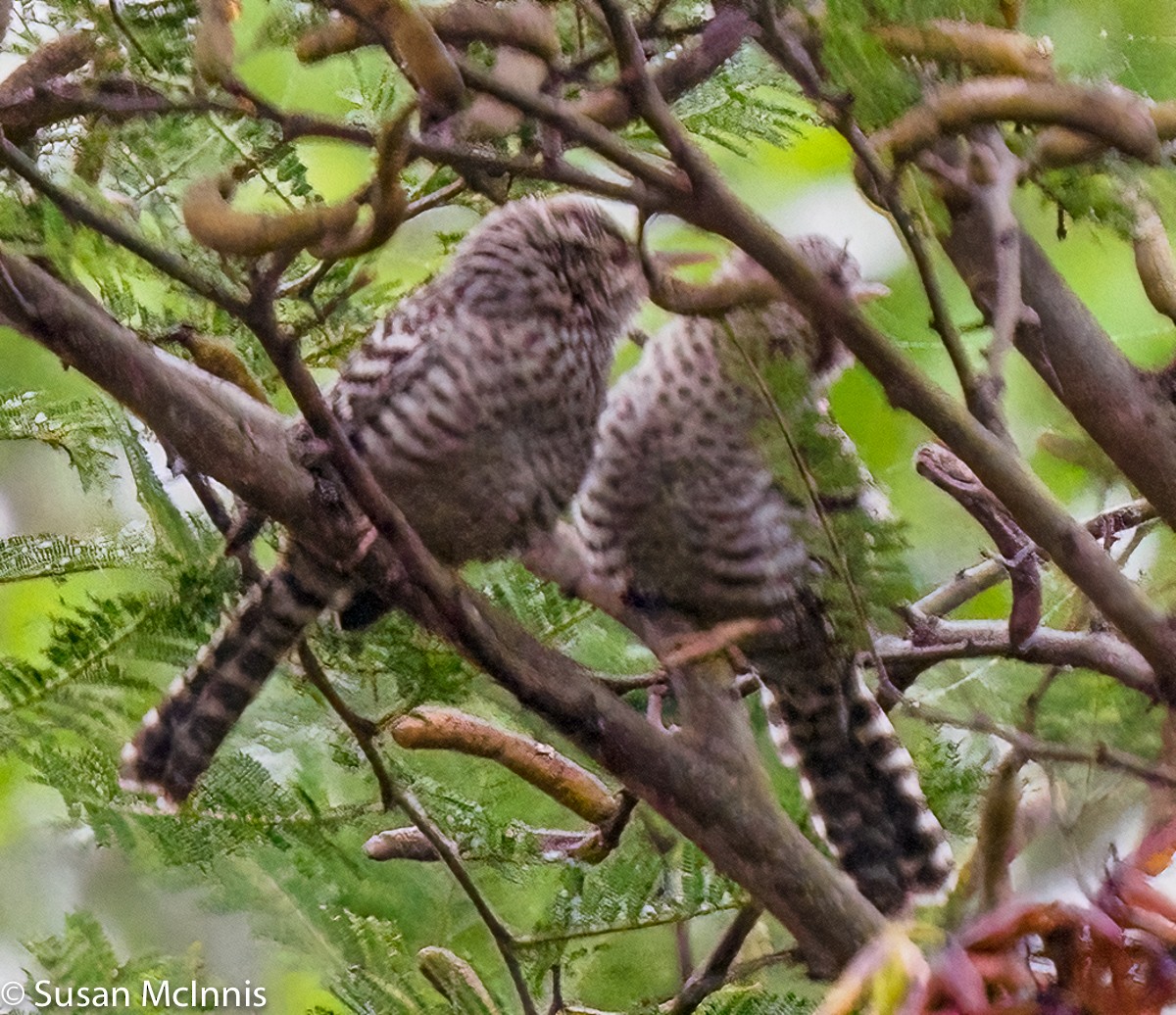 Fasciated Wren - ML359145731