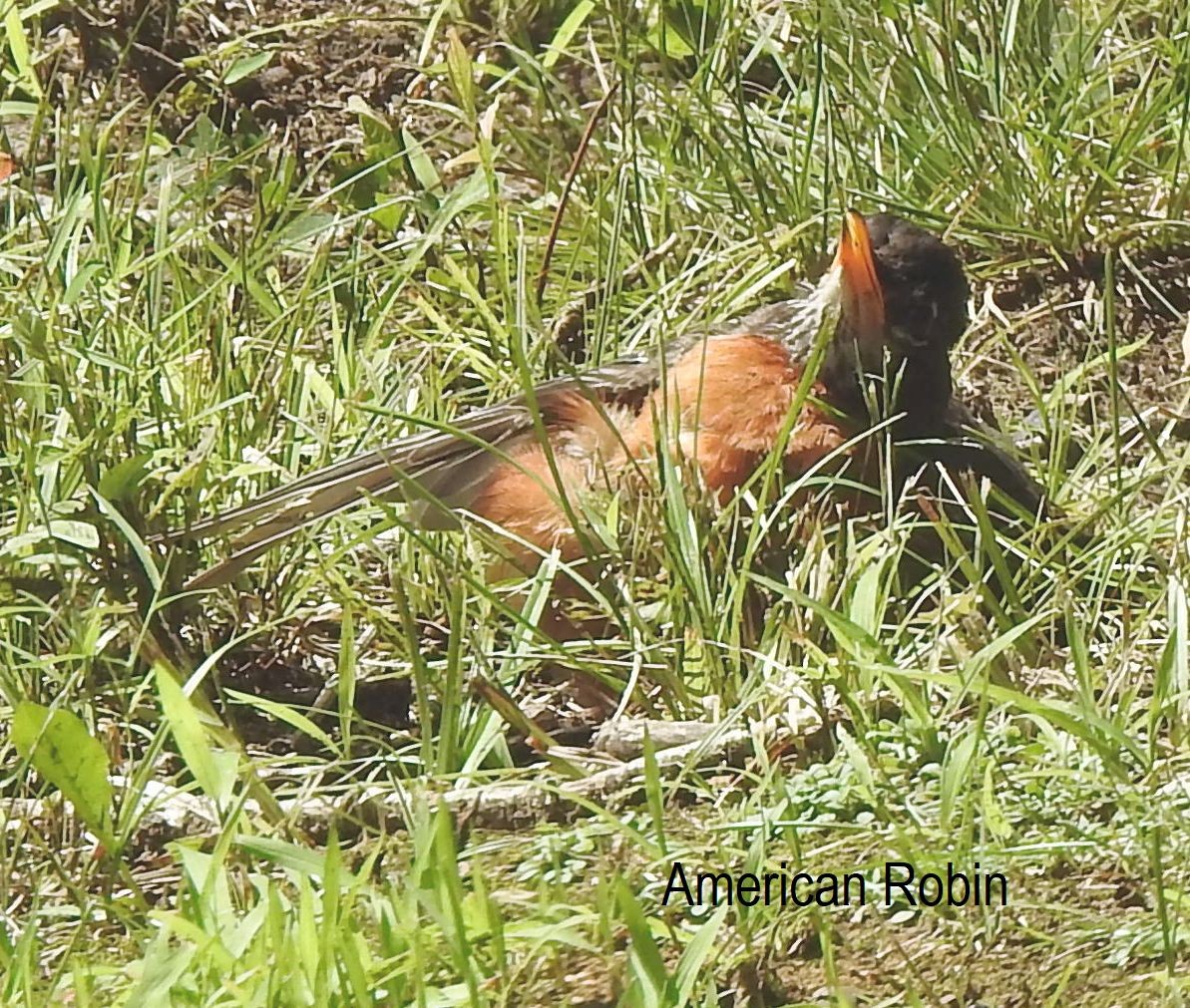 American Robin - ML359145921