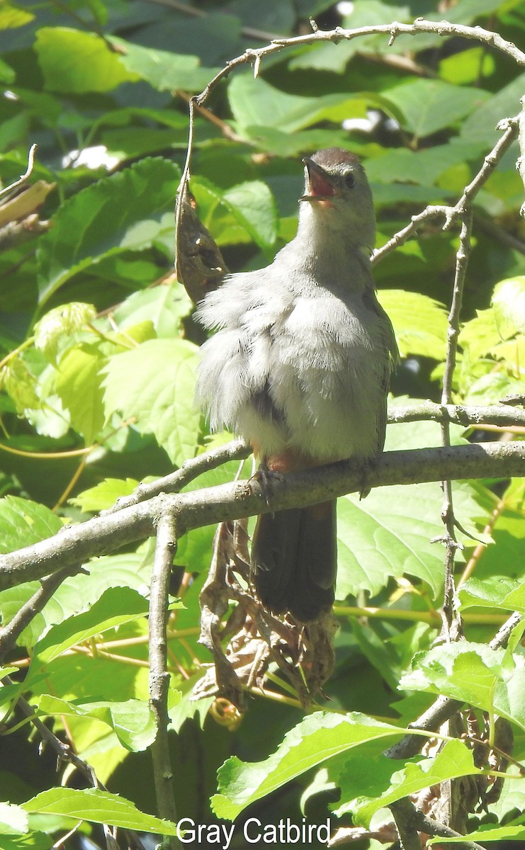 Gray Catbird - ML359145971