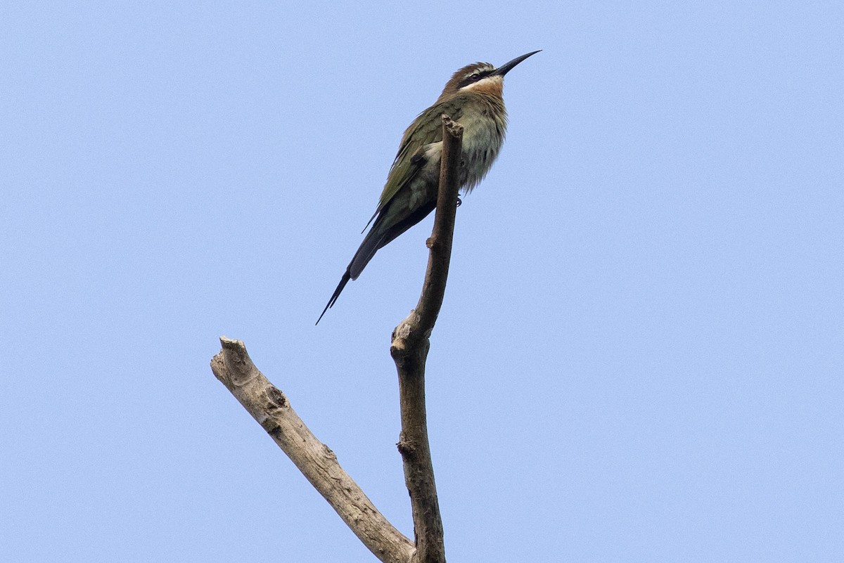 Madagascar Bee-eater - ML359146451