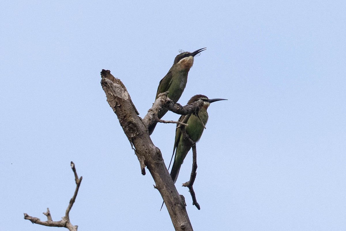 Madagascar Bee-eater - ML359146511